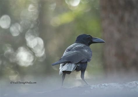 raven in india|10 Beautiful Species of Crow Family Found in India.